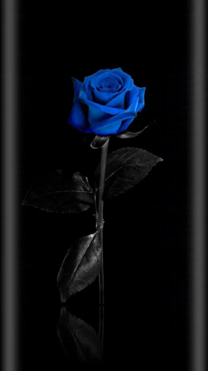 Lovely blue rose background for Samsung