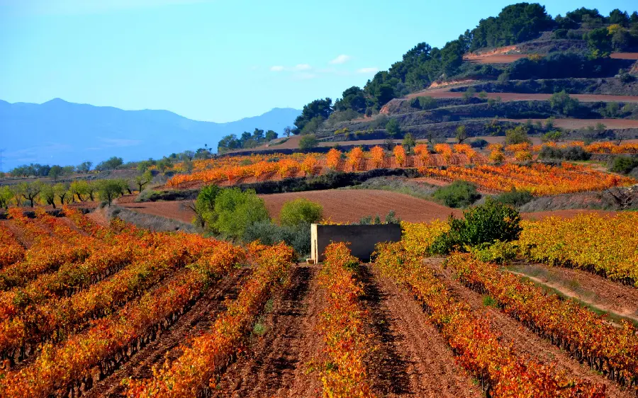  Top and incredible pictures of the view of a farm with planted fruit and vegetable bushes in nature