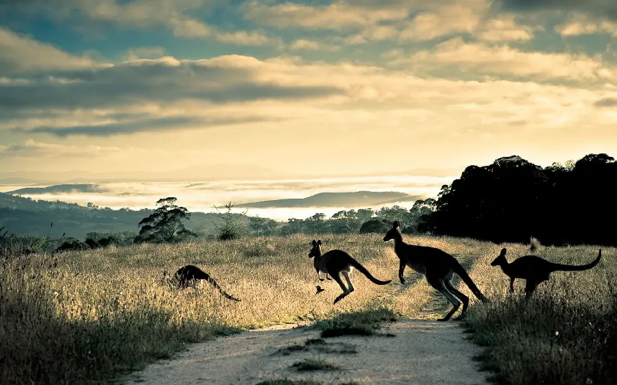 Unclear background photo of 4 black kangaroos crossing a deserted road