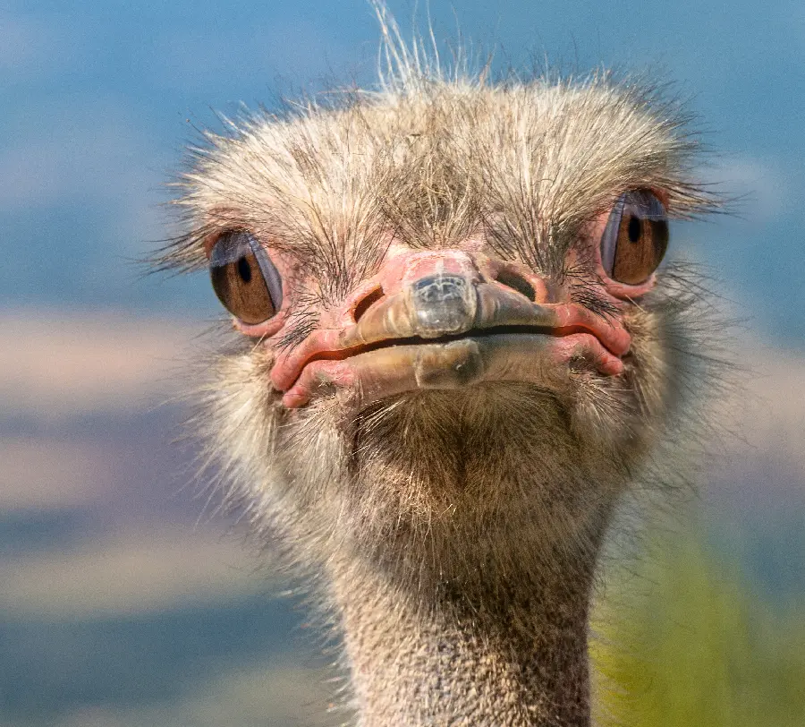 Cute Ostrich Looking Forward for Mobile Background