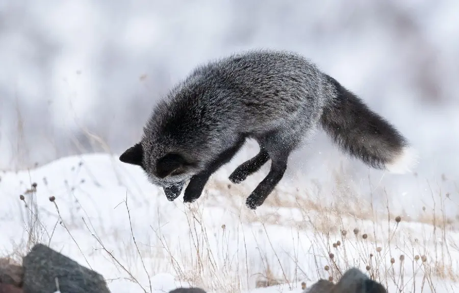 Download Silver Fox Background Image