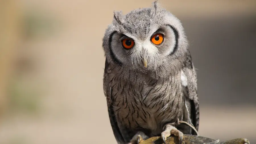 A cool background photo from the eyes of a funny owl with special quality 