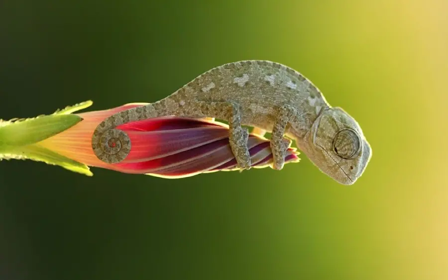 Beautiful photo of a small and colorful chameleon in hd quality