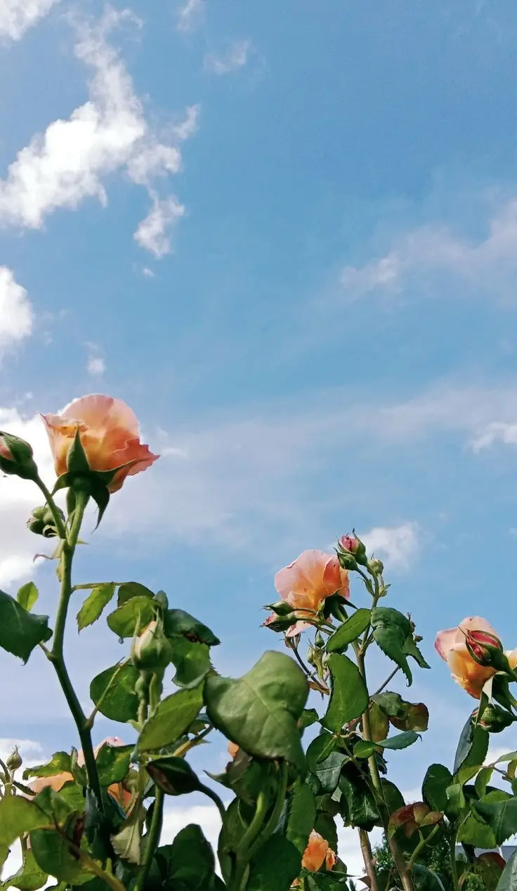 Free download of the best rose wallpaper for mobile 2022