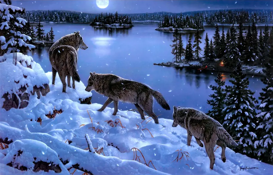 Stock Photo of Beautiful Wolves Walking on Snow in Moonlit Night