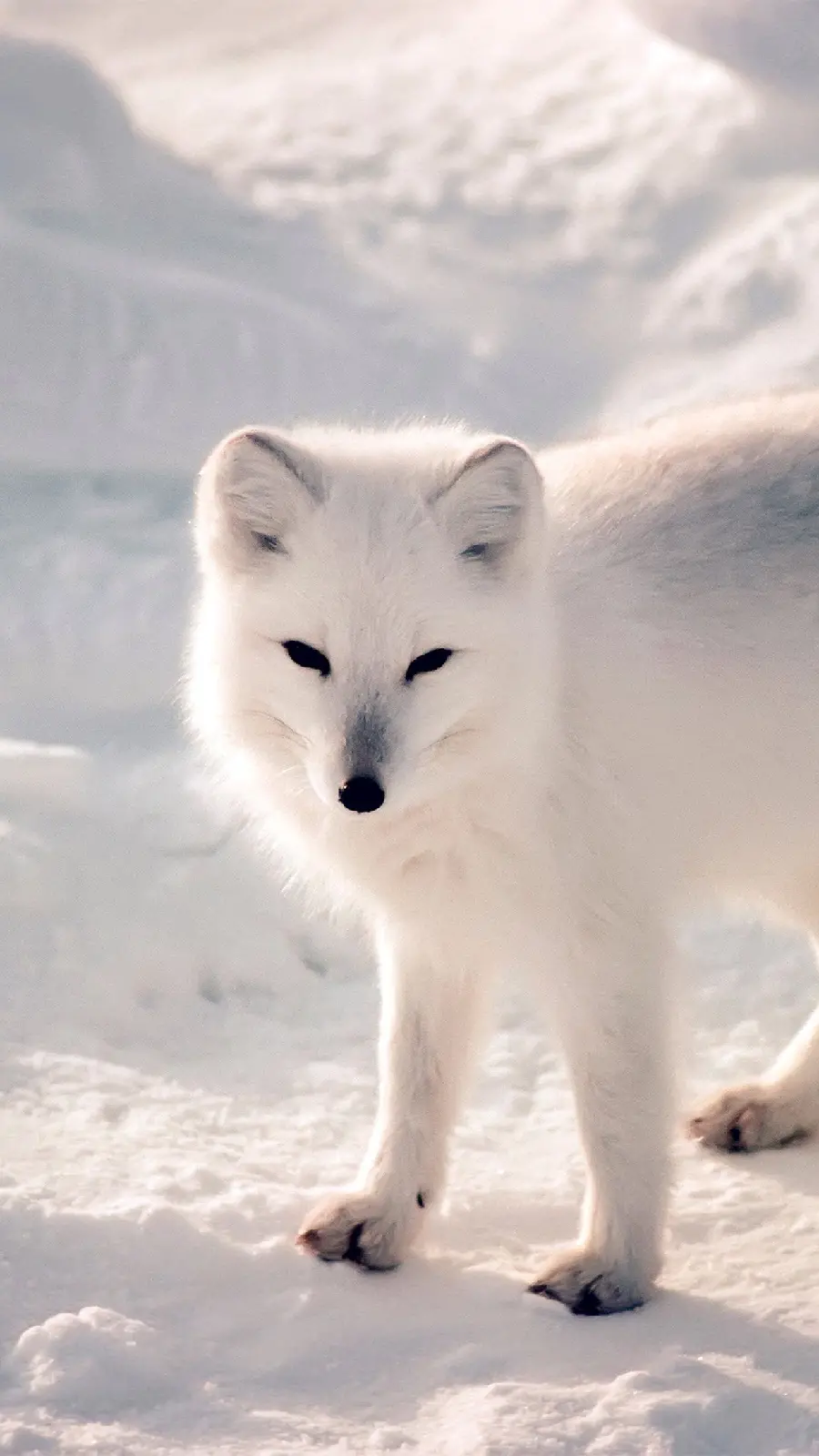 Wallpaper suitable for the phone of the white arctic fox