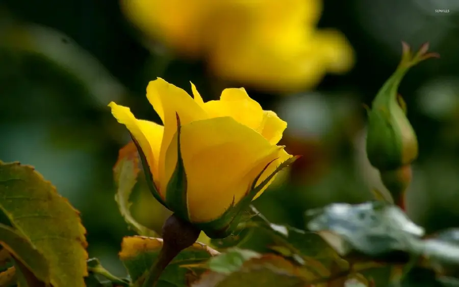 Interesting Stock Image of Yellow Rose in the Heart of Nature 