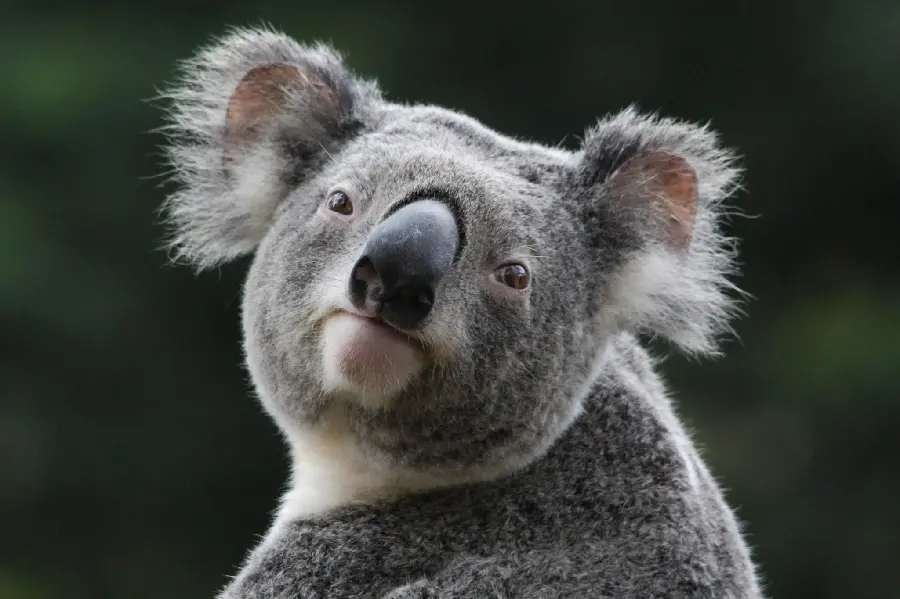 Stock photo of a tired and sick koala from afar