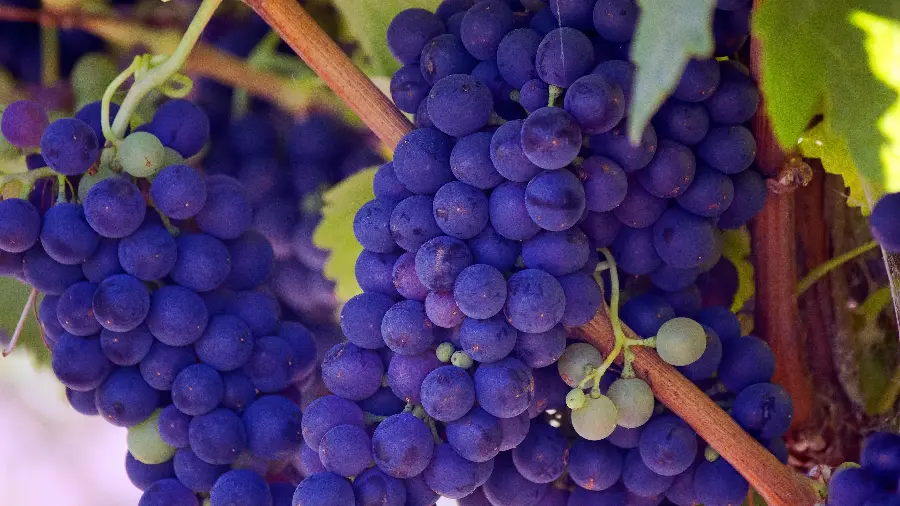 Download high-quality photo of black grapes presented in jpg format