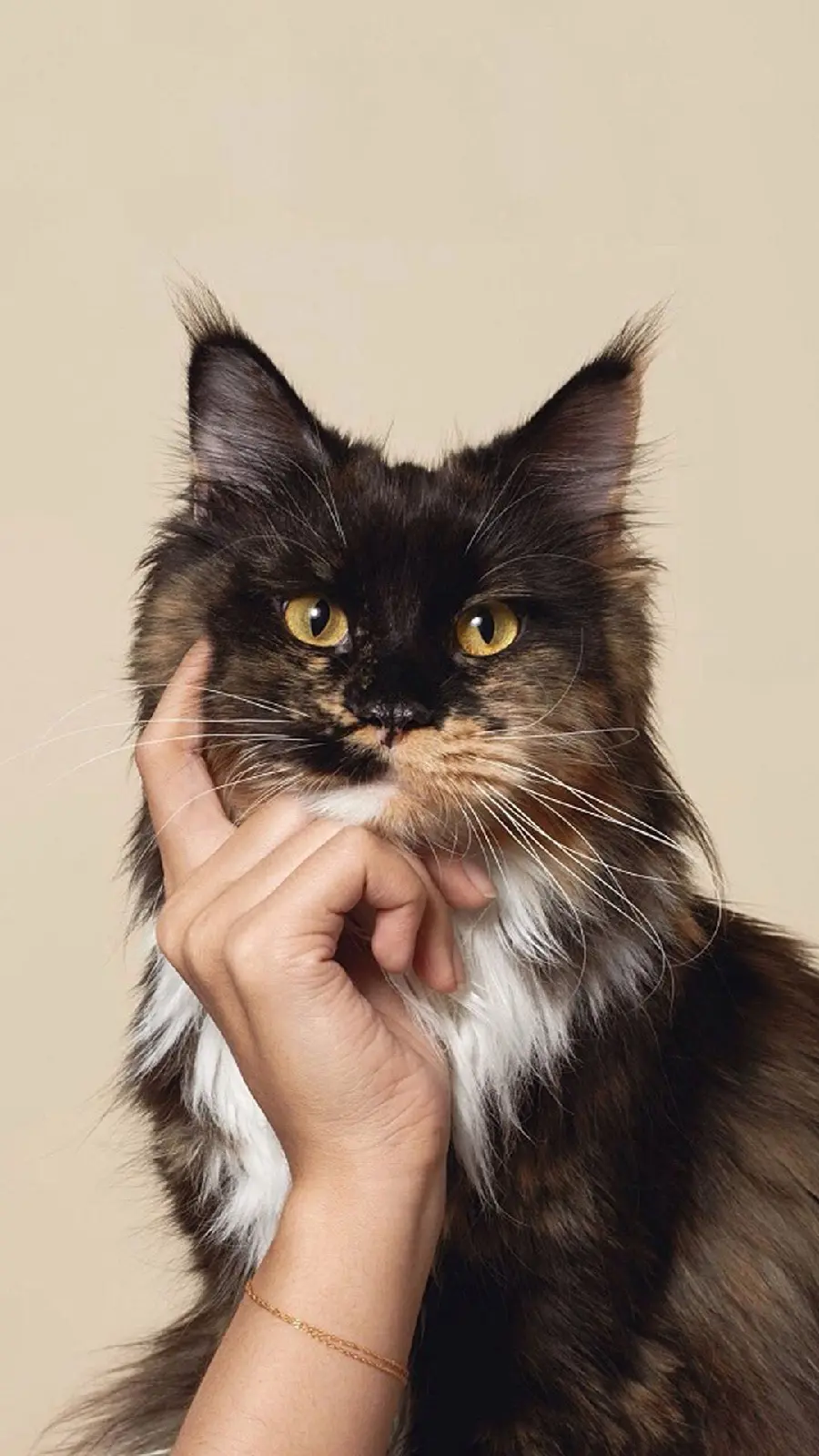 Amazing wallpaper of a cat with a human hand under its chin in a thoughtful position