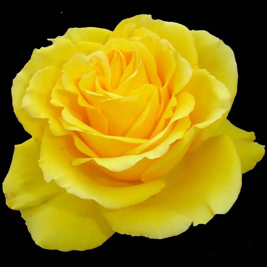 The most famous yellow rose image in very good quality 
