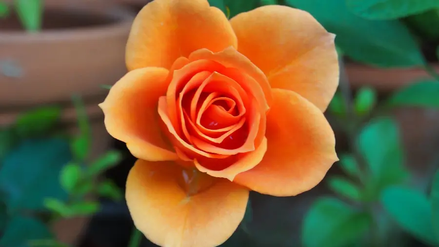 Lovely Picture of Peach Rose Blooming for Profile