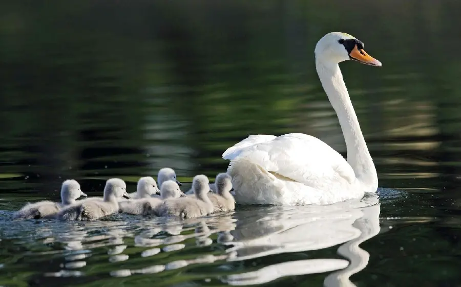 Wallpaper of a mother swan and her children for Windows 11 with special quality 