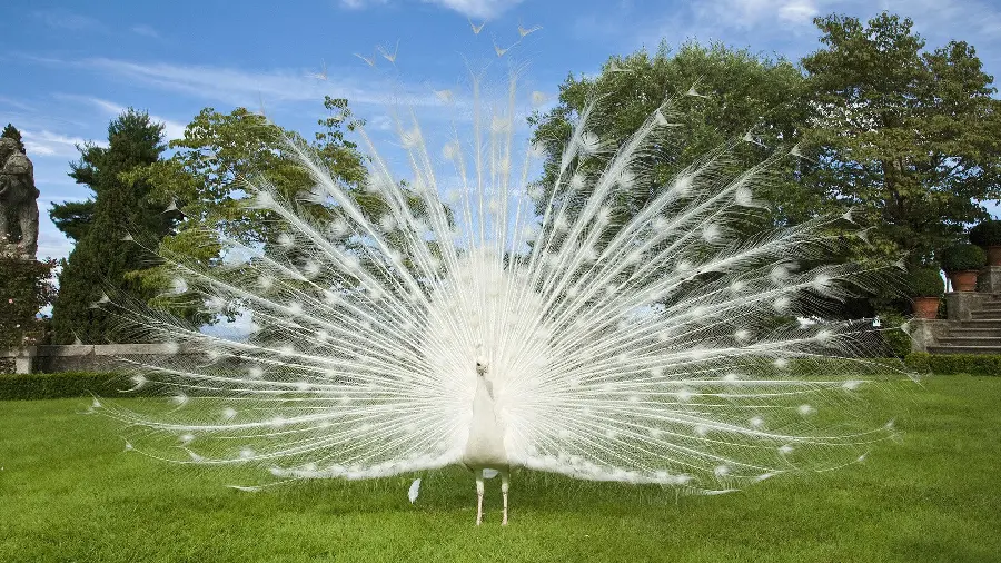 Interesting background of a white peacock and Its feathers spread in the meadow