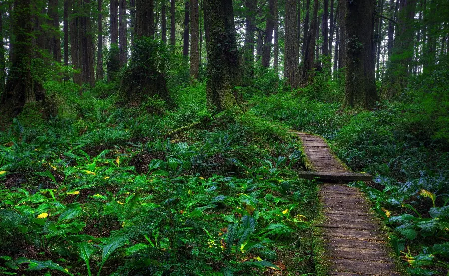 New photo of a forest road in 8K quality for your profile 