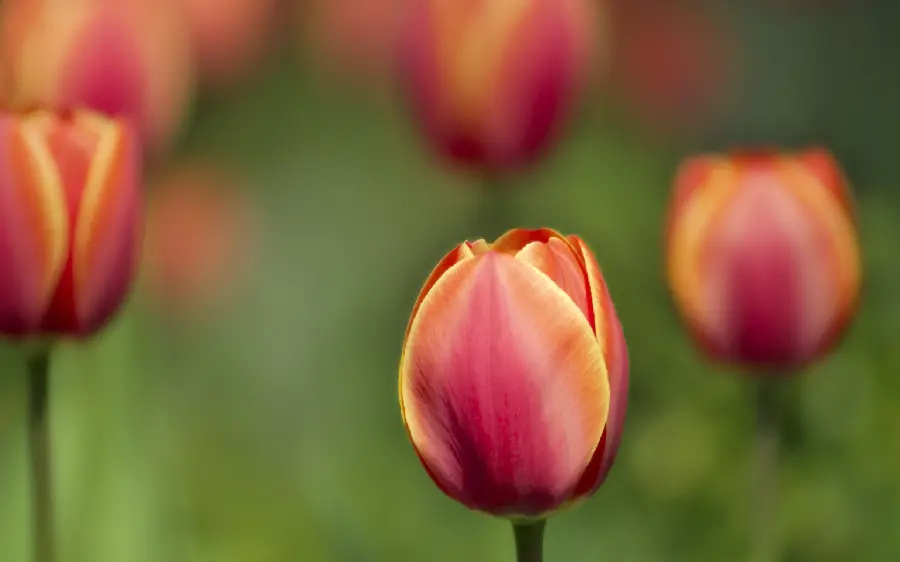 Download flower pictures 12K quality tulip for profile 