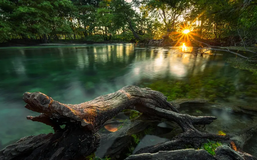 Cute vector of nature of a river with broken tree trunks and a landscape photo of tangled lilac trees