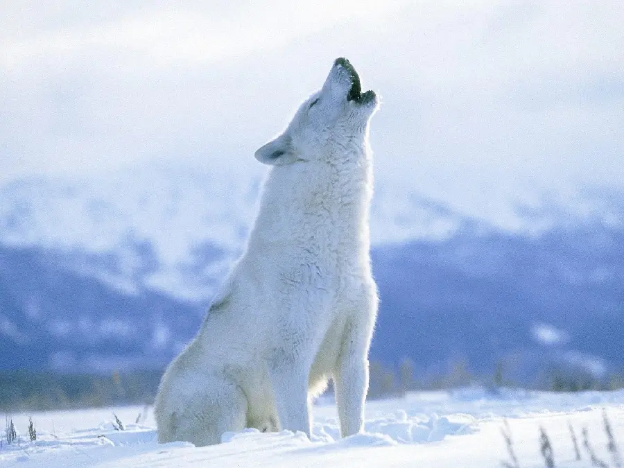 White Wolf Howling in the Snow HD Quality Image