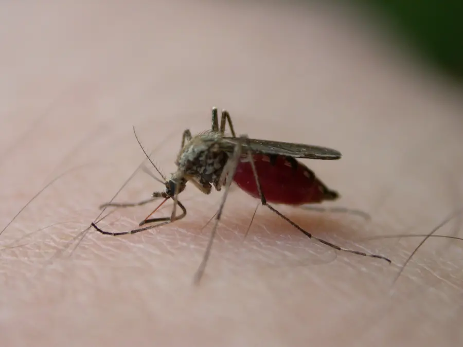 High quality image of a female mosquito sucking a lot of blood among black hairs