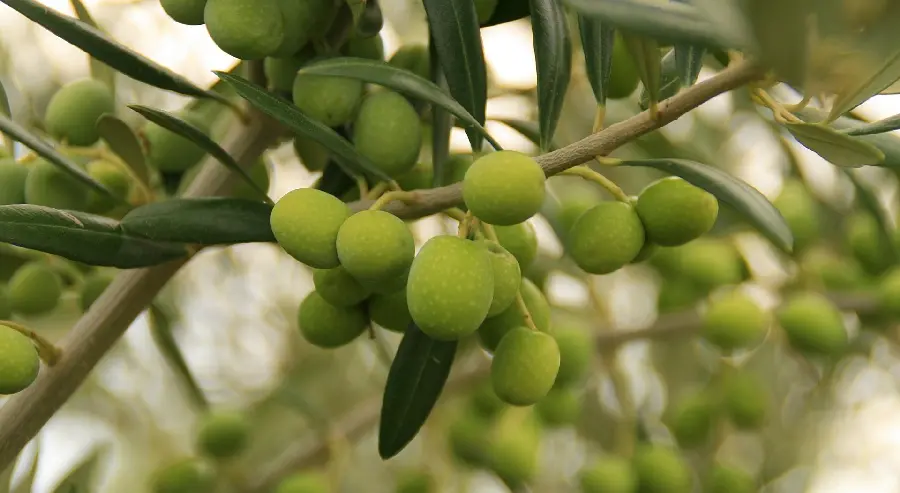 Download beautiful green olive tree background in high quality for Windows