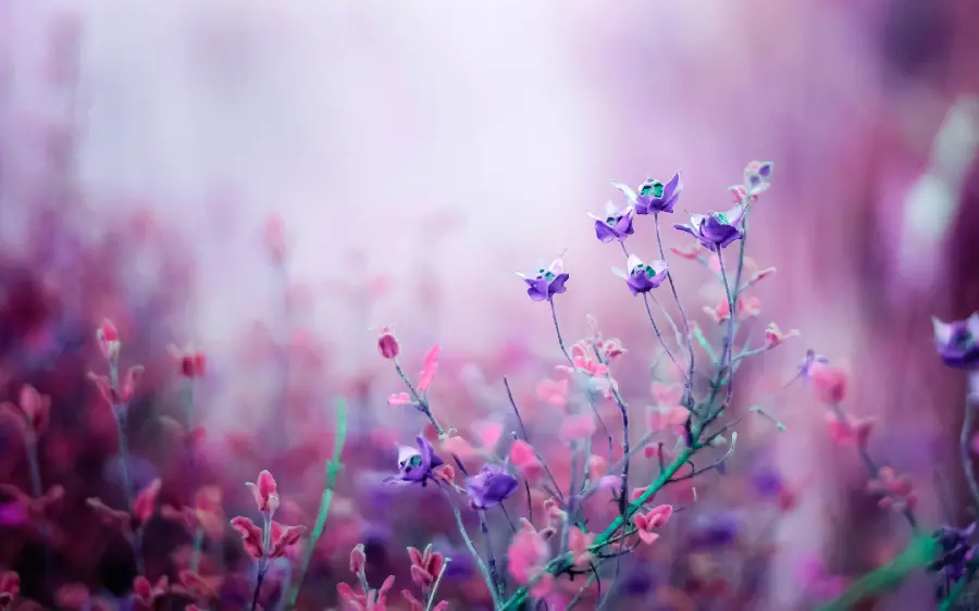 Download stock photo of a small, scattered, purple begonia flower in nature