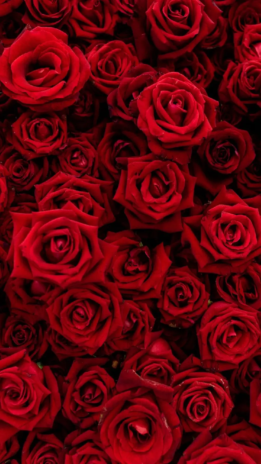 Download red rose photo for phone wallpaper