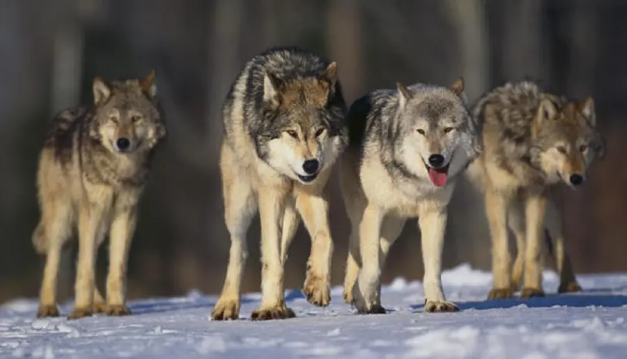 Masterpiece background with a pack of wolves for laptops and computers