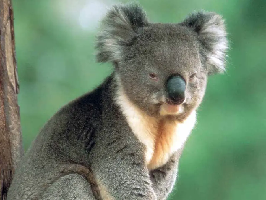 Photo of a tired and sad koala bear sitting in a corner