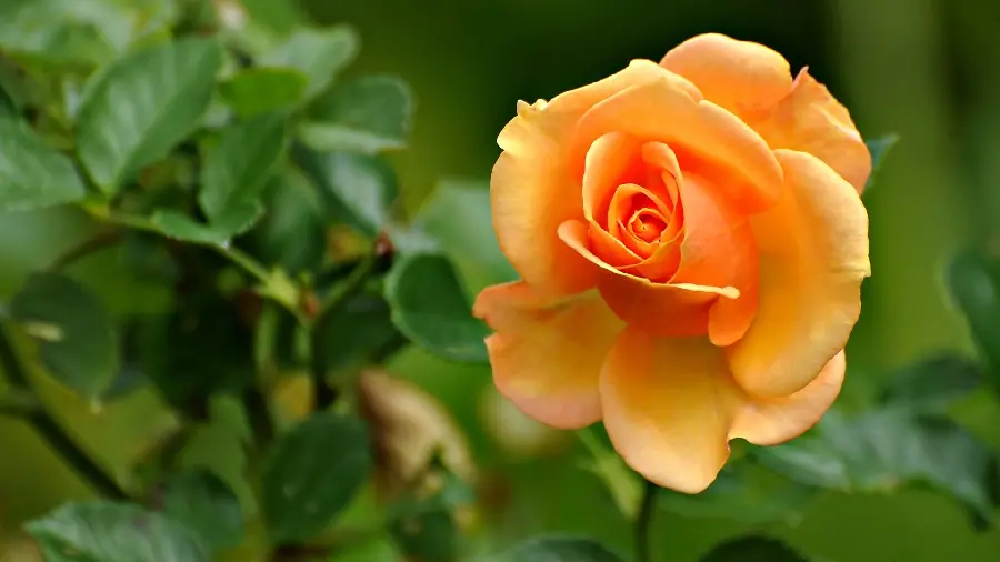 The coolest flower wallpaper with a beautiful peach-colored rose design