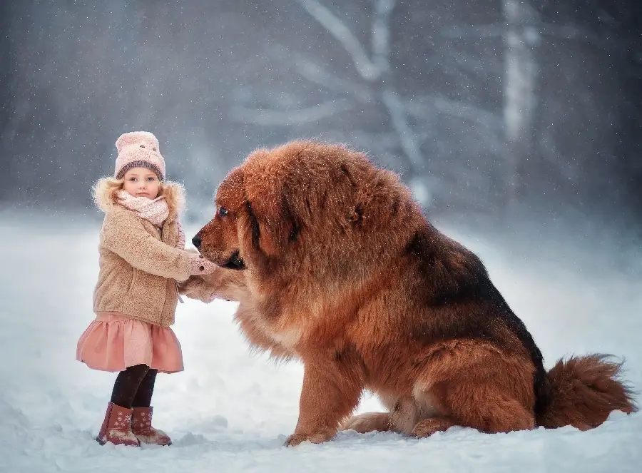 Friendship of a beautiful little girl with a huge, kind dog in an artistic 4K frame 