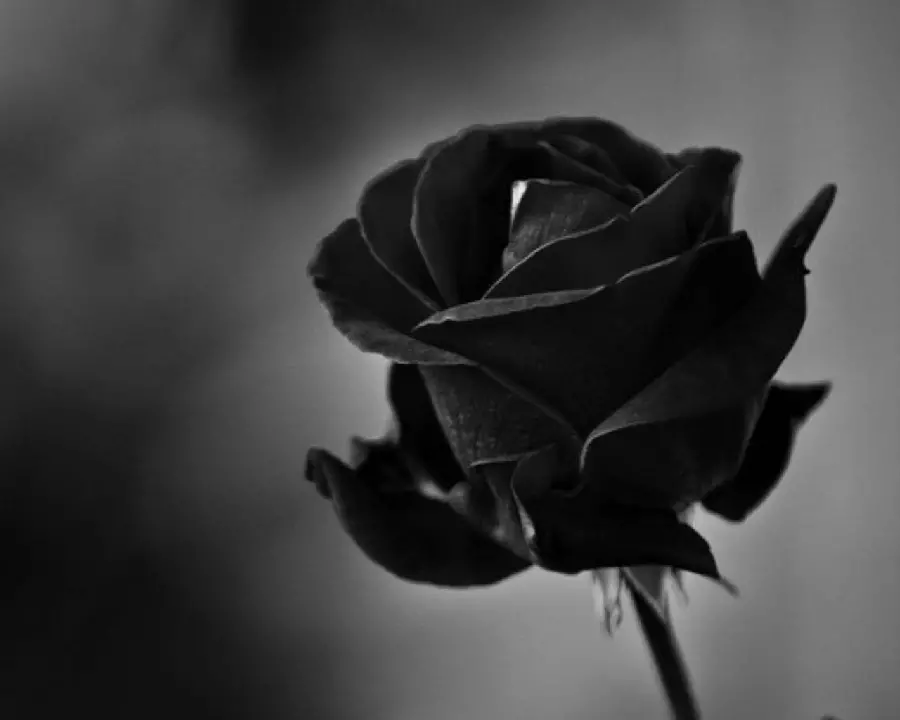 Download HD Photo of Black Rose to Make a Condolence Card
