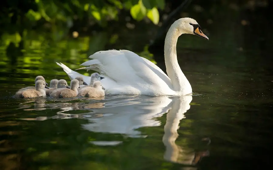 Mother swan and little swans from a beautiful angle in 8k quality for Instagram