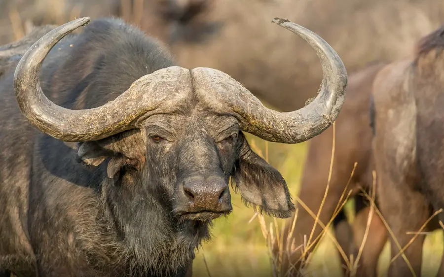 A profile photo of a buffalo and Beautiful image of a wild buffalo