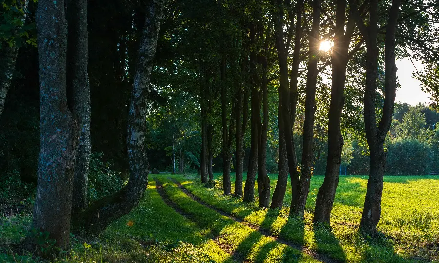 Lush and pleasant nature wallpaper for widescreen in 8K quality 