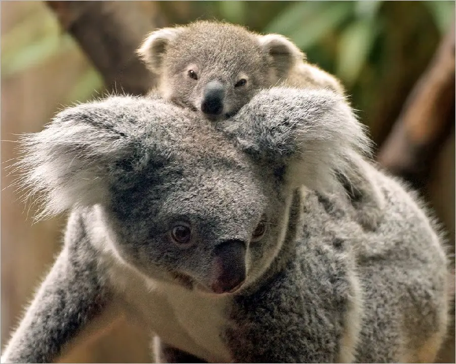 HD quality motherly love wallpaper of a baby koala riding on its mother's back
