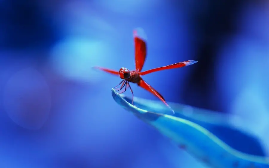Beautiful little dragonfly wallpaper