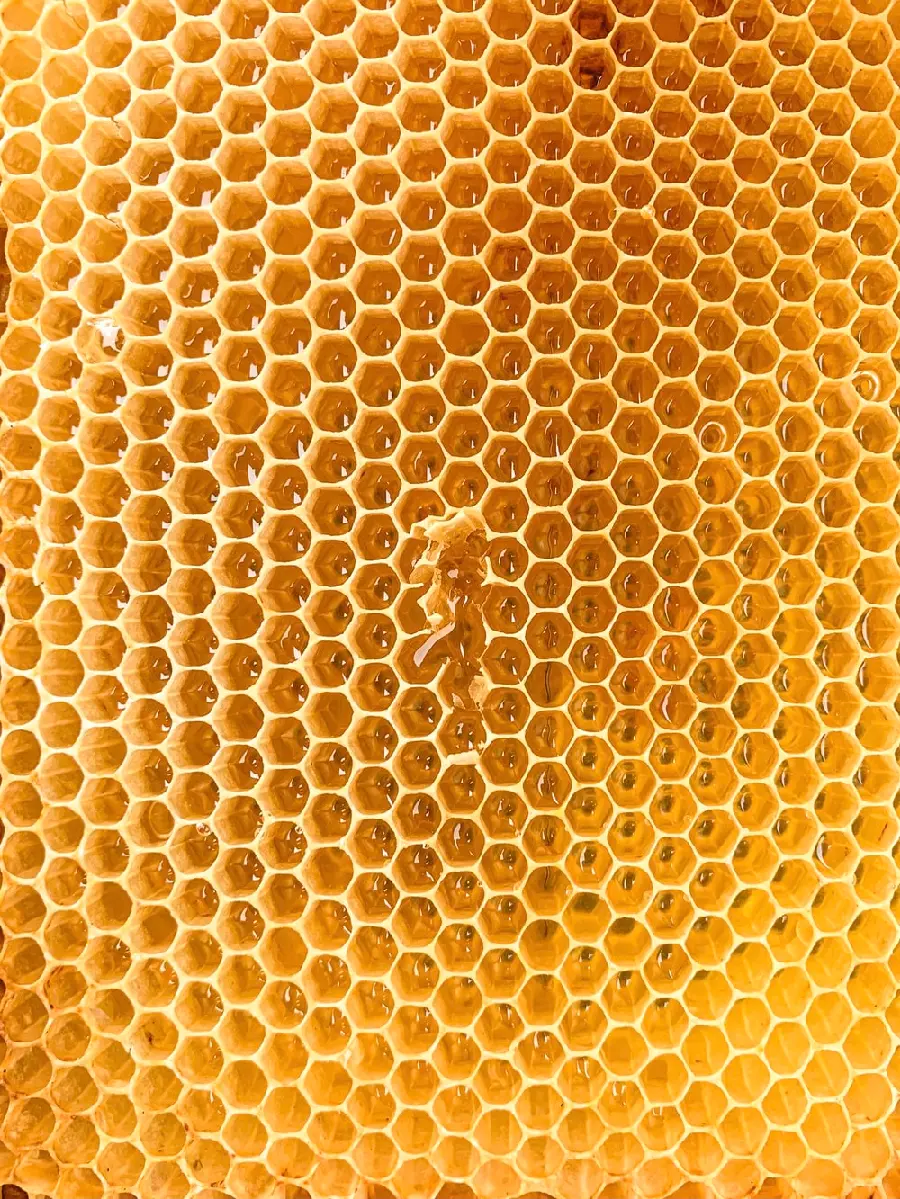 A lovely yellow honey comb in a beautiful view