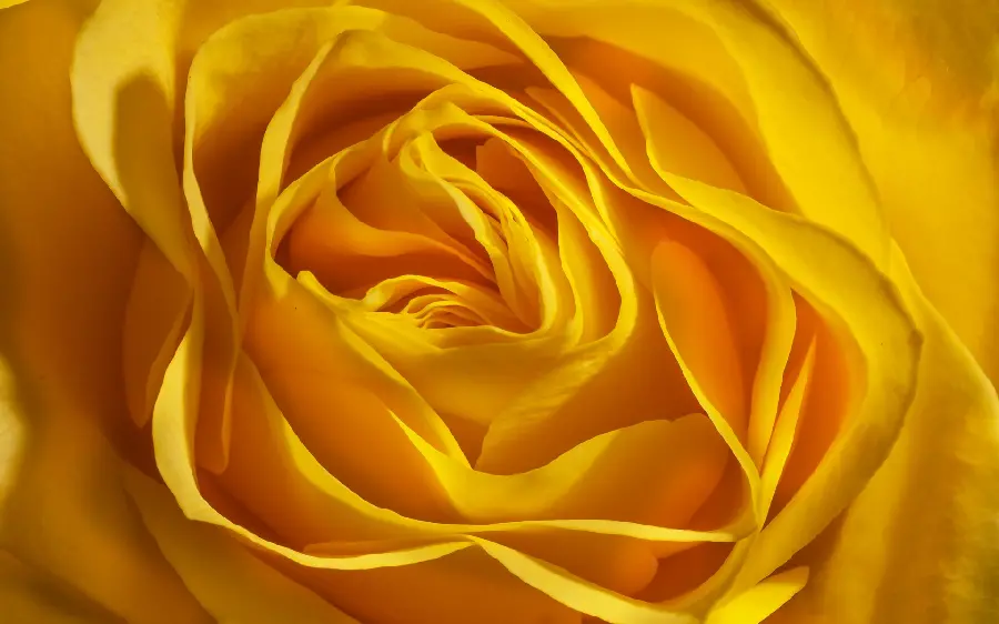 Flower blooming Beautiful yellow rose close-up suitable for profile 