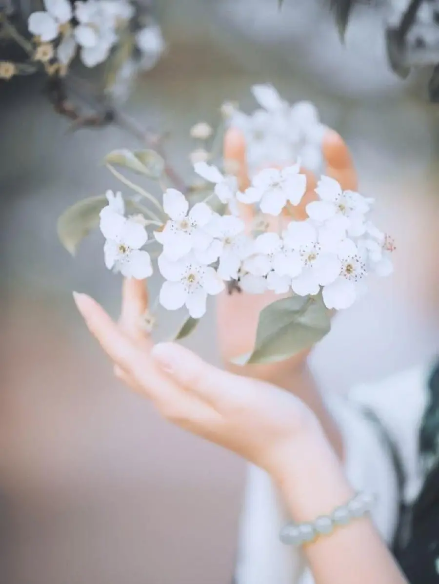A bouquet of white flowers in thin and delicate hands suitable for background