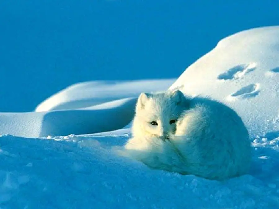 Beautiful fox lurking in the snow suitable for computer backgrounds
