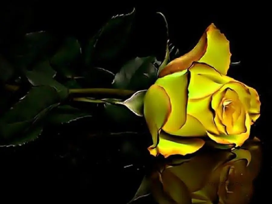 Download high quality yellow rose wallpaper for Windows 11