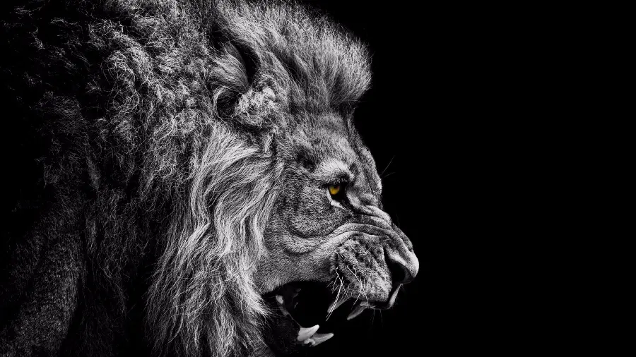Terrible roar of a lion in a charming black and white frame with Full HD quality 