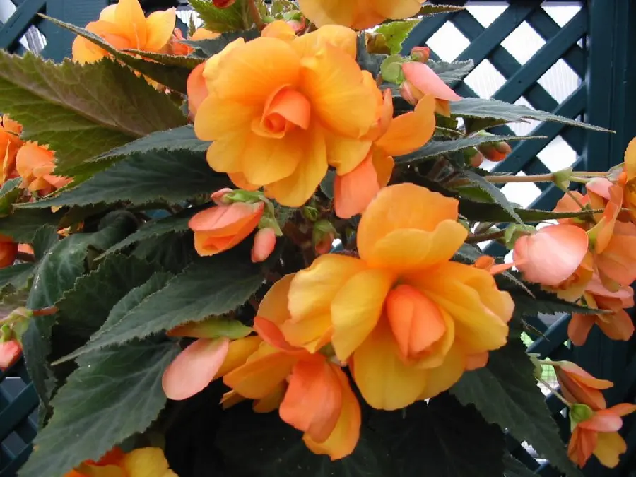 Vector peach begonia with large green leaves, next to a diamond-shaped window
