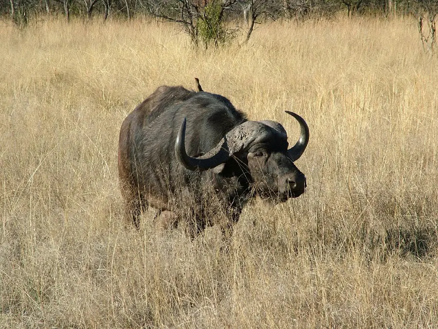 High quality photo and vector of buffalo in the American desert