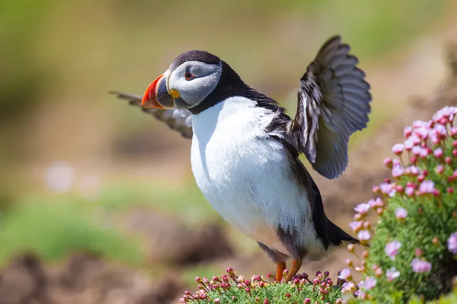 A famous fish-eating bird background photo for the special ones with full quality