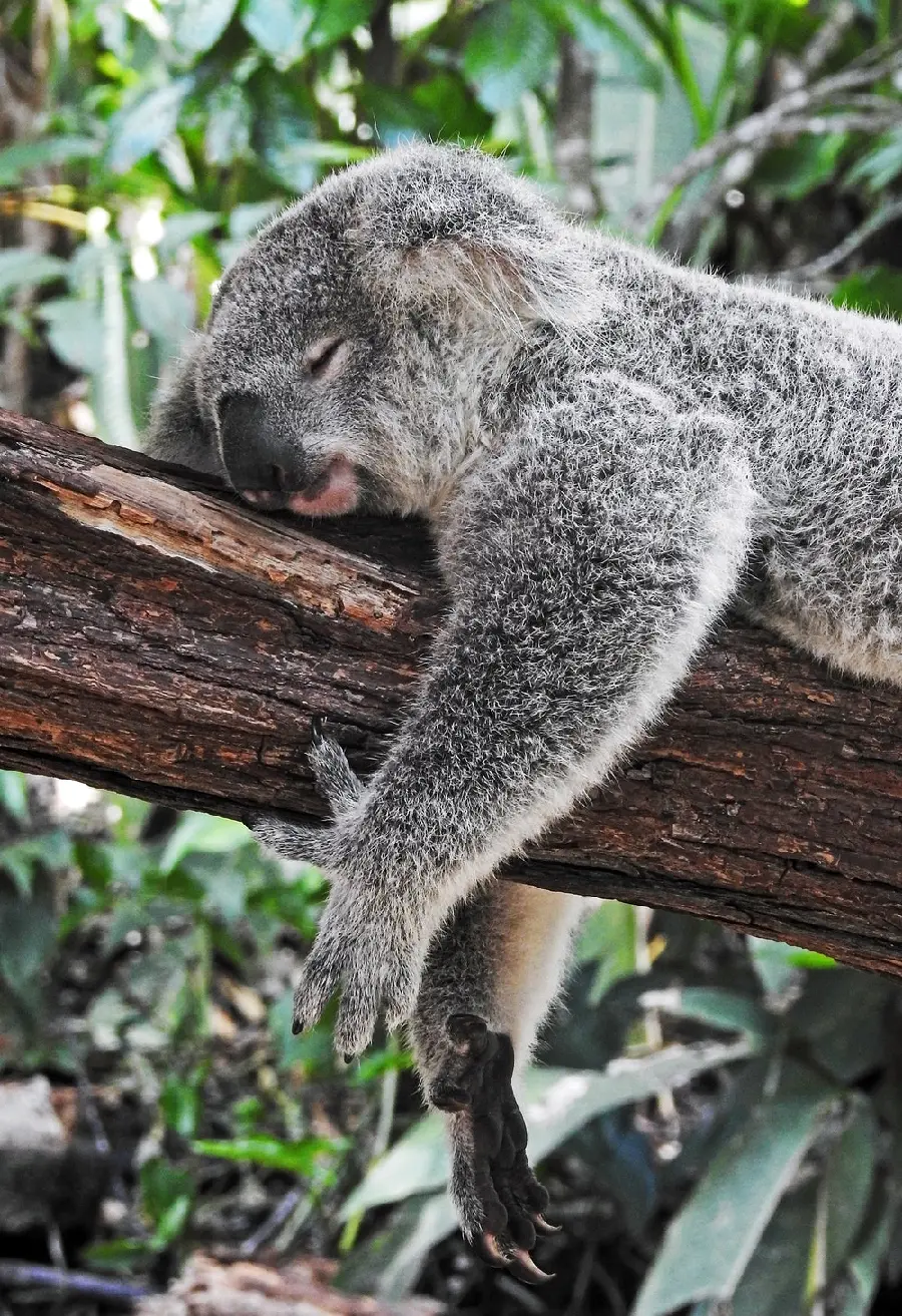The cutest poster of a cute koala tired and falling asleep with open arms on a tree