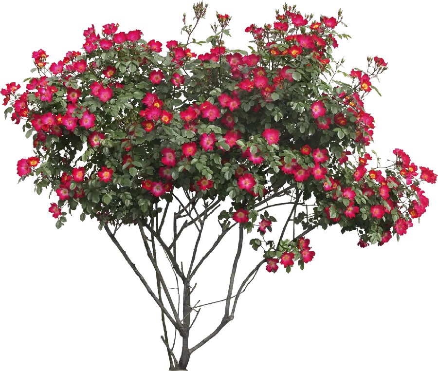 Amazing PNG image of a tree with pink flowers