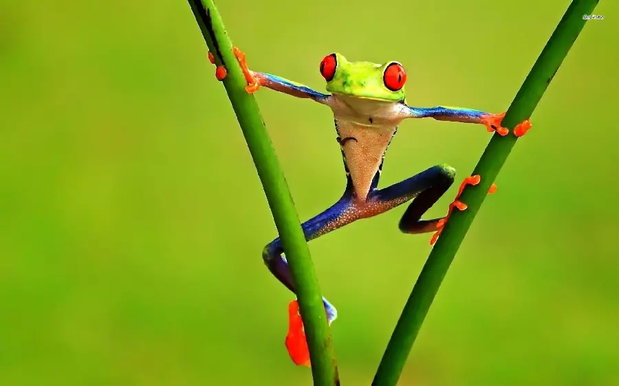 Cool wallpaper of red-eyed frog forWindows 12