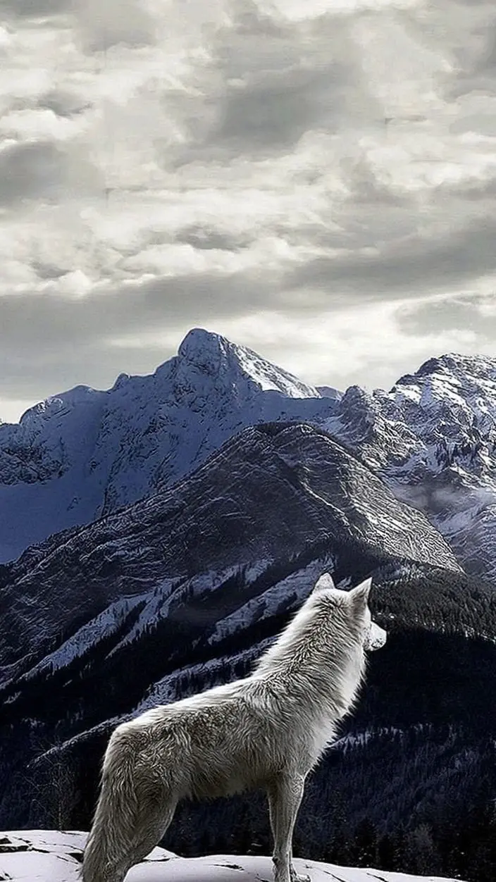 A magnificent profile photo of a white wolf on a mountain
