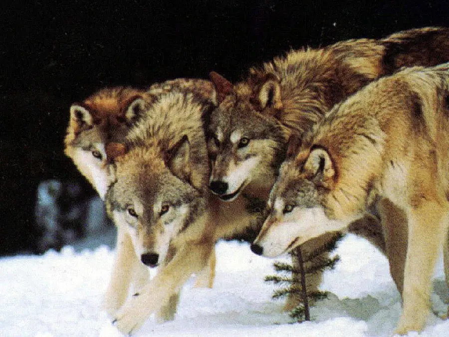 Wallpaper of a special breed of wolves for mobile phones